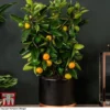 Calamondin Orange - Citrus 2 Calamondin Orange - Citrus -Cheap Tree Foliage Store orange trellis1