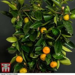 Calamondin Orange - Citrus -Cheap Tree Foliage Store orange trellis3