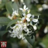 Osmanthus X Burkwoodii -Cheap Tree Foliage Store osma burk