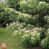 Cornus Controversa 'Pagoda' -Cheap Tree Foliage Store pag3