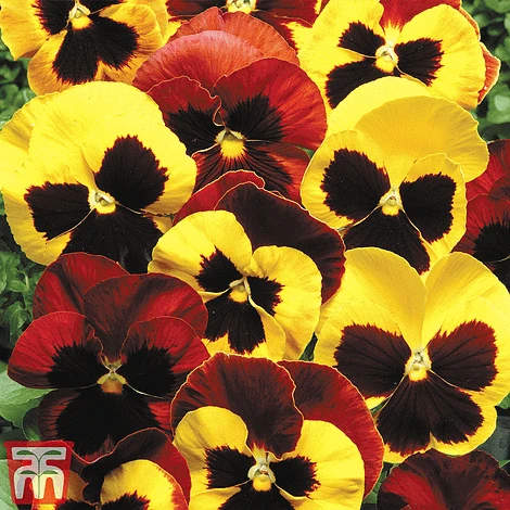 Pansy 'Autumn Blaze Mixed' (Garden Ready) 3 Pansy 'Autumn Blaze Mixed' (Garden Ready)