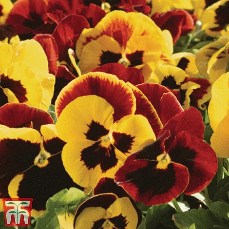 Pansy 'Autumn Blaze Mixed' (Garden Ready) 4 Pansy 'Autumn Blaze Mixed' (Garden Ready) - Image 2