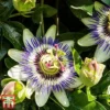 Passiflora Caerulea -Cheap Tree Foliage Store pass cae