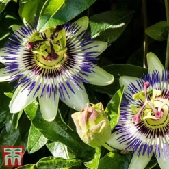 Passiflora Caerulea -Cheap Tree Foliage Store pass caer
