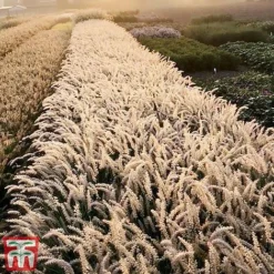 Pennisetum Orientale 'Dance With Me' -Cheap Tree Foliage Store penn dance