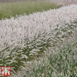 Pennisetum Orientale 'Dance With Me' -Cheap Tree Foliage Store penn dance7