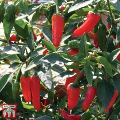 Chilli Pepper 'Apache' F1 Hybrid -Cheap Tree Foliage Store pepp apach3