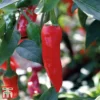 Chilli Pepper 'Apache' F1 Hybrid -Cheap Tree Foliage Store pepp apach4