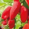 Sweet Pepper 'Snack Red' 2 Sweet Pepper 'Snack Red' -Cheap Tree Foliage Store pepp red