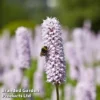 Persicaria Bistorta 'Superba' -Cheap Tree Foliage Store pers superb