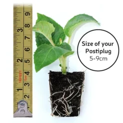 Scabious 'Kudos Collection' -Cheap Tree Foliage Store postiplugsize94