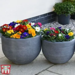 Primrose '100 Days Of Flower' -Cheap Tree Foliage Store prim 1001