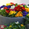 Primrose '100 Days Of Flower' -Cheap Tree Foliage Store prim 1003
