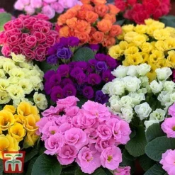Primrose 'Primlet Tropical Mix' -Cheap Tree Foliage Store prim trop