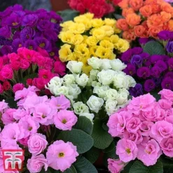 Primrose 'Primlet Tropical Mix' -Cheap Tree Foliage Store prim trop2