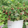 Raspberry 'Little Sweet Sister' -Cheap Tree Foliage Store princess1