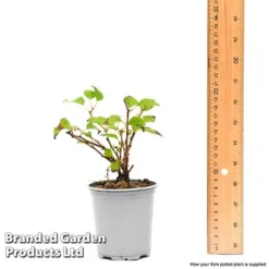 Prunus Incisa 'Kojo-No-Mai' -Cheap Tree Foliage Store prun1