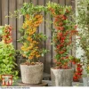 Pyracantha Coccinea 'Star' Duo -Cheap Tree Foliage Store pyra duo