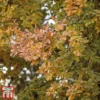 Truffle Tree - Oak -Cheap Tree Foliage Store quer rob