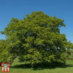 Truffle Tree - Oak -Cheap Tree Foliage Store quer rob3
