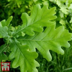 Truffle Tree - Oak -Cheap Tree Foliage Store quer rob4