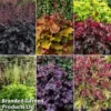 Heuchera Rex Collection 1 Heuchera Rex Collection -Cheap Tree Foliage Store rex coll