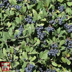 Rhaphiolepis Umbellata F. Ovata 6 Rhaphiolepis Umbellata F. Ovata -Cheap Tree Foliage Store rhap ume