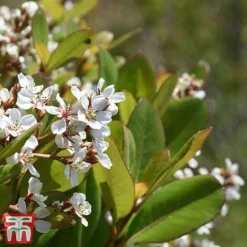 Rhaphiolepis Umbellata F. Ovata 7 Rhaphiolepis Umbellata F. Ovata -Cheap Tree Foliage Store rhap ume3