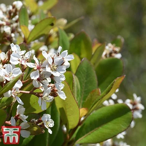 Rhaphiolepis Umbellata F. Ovata 5 Rhaphiolepis Umbellata F. Ovata - Image 3