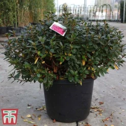 Rhododendron 'Conny' (Azalea Group) -Cheap Tree Foliage Store rhod conny
