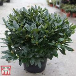 Rhododendron 'Cunningham's White' 10 Rhododendron 'Cunningham's White' -Cheap Tree Foliage Store rhod cunn