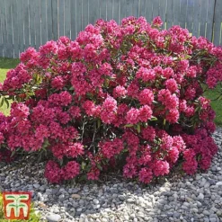 Rhododendron 'Germania' -Cheap Tree Foliage Store rhod germ