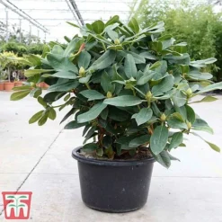 Rhododendron 'Germania' -Cheap Tree Foliage Store rhod germ2