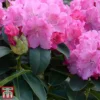 Rhododendron 'Germania' 1 Rhododendron 'Germania' -Cheap Tree Foliage Store rhod germ3