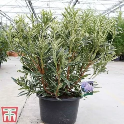 Rhododendron Ponticum 'Variegatum' -Cheap Tree Foliage Store rhod var