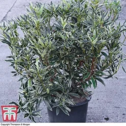 Rhododendron Ponticum 'Variegatum' -Cheap Tree Foliage Store rhod vari
