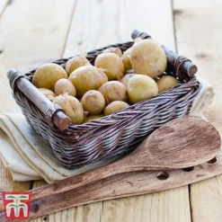 Potato 'T&M Favourites Collection' -Cheap Tree Foliage Store rocket5
