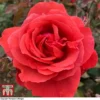 Rose 'Fragrant Cloud' (Hybrid Tea Rose) -Cheap Tree Foliage Store rose frag