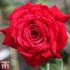 Rose 'Ruby Wedding' (Hybrid Tea Rose) 2 Rose 'Ruby Wedding' (Hybrid Tea Rose) -Cheap Tree Foliage Store rose ruby