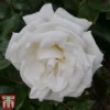 Rose 'Silver Anniversary' (Hybrid Tea Rose)