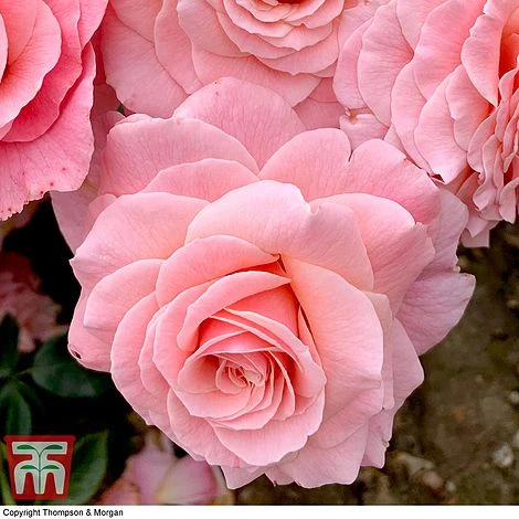 Rose 'Tinkled Pink' (Floribunda Rose) 4 Rose 'Tinkled Pink' (Floribunda Rose) - Image 2