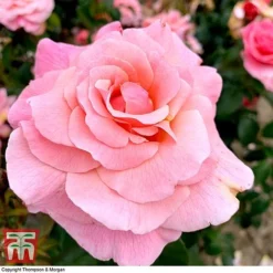 Rose 'Tinkled Pink' (Floribunda Rose) 7 Rose 'Tinkled Pink' (Floribunda Rose) -Cheap Tree Foliage Store rose tickle3