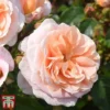 Rose 'It's A Wonderful Life' (Floribunda Rose) -Cheap Tree Foliage Store rose wnder