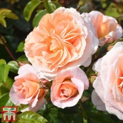 Rose 'It's A Wonderful Life' (Floribunda Rose) -Cheap Tree Foliage Store rose wonder
