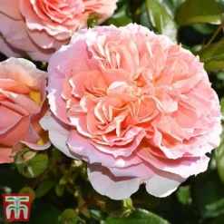 Rose 'It's A Wonderful Life' (Floribunda Rose) -Cheap Tree Foliage Store rose wonderful