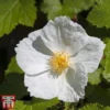Rubus Benenden -Cheap Tree Foliage Store rubu bene
