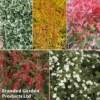Super Saver Shrub Mix 2 Super Saver Shrub Mix -Cheap Tree Foliage Store shrub coll