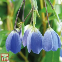 Sollya Heterophylla -Cheap Tree Foliage Store sollya2