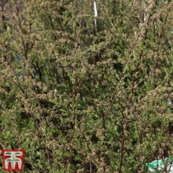 Spiraea Cinerea 'Graciosa' -Cheap Tree Foliage Store spir cing