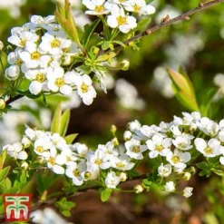 Spiraea Cinerea 'Graciosa' -Cheap Tree Foliage Store spir grac2